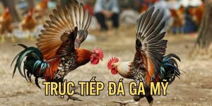 trực tiếp đá gà mỹ