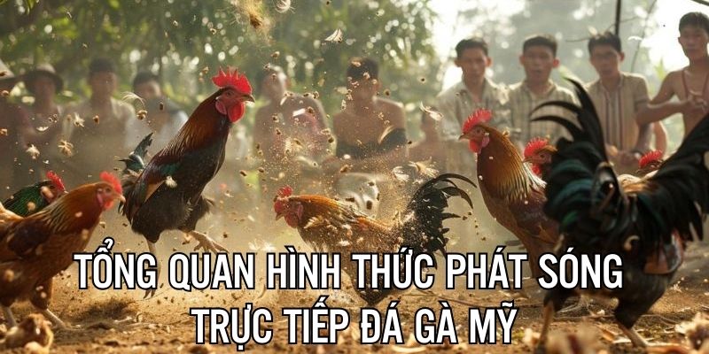 Tổng quan về hình thức phát sóng đá gà Mỹ trực tiếp 