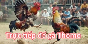 Trực tiếp đá gà thomo