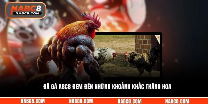 Đá gà ABC8 đem đến những khoảnh khắc thăng hoa